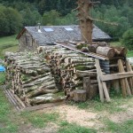 New logs