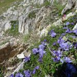Wild alpine flowers