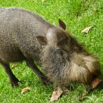 Bearded pig Bako Borneo