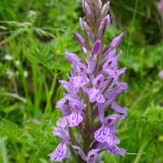 Wild Orchid Cirque D'Anglade