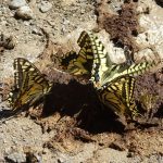 Ordessa hiking swallow tail butterflies