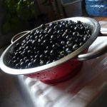 Blackcurrant harvest