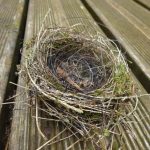 Birds nest