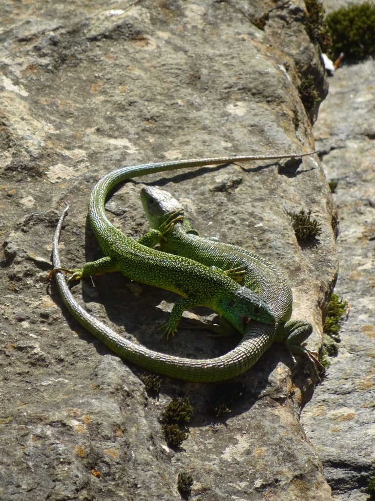 Green lizard wrestling
