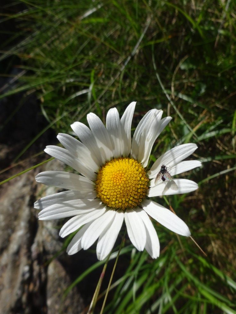 Wild daisy