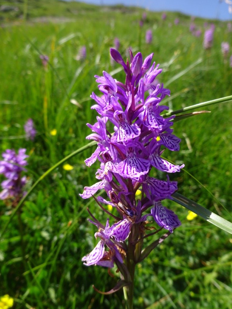 Heath Spotted-orchid 