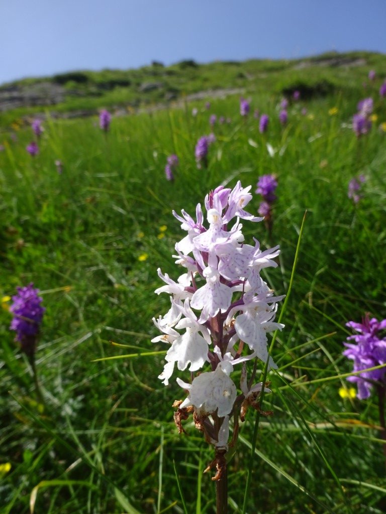  Heath Spotted-orchid 