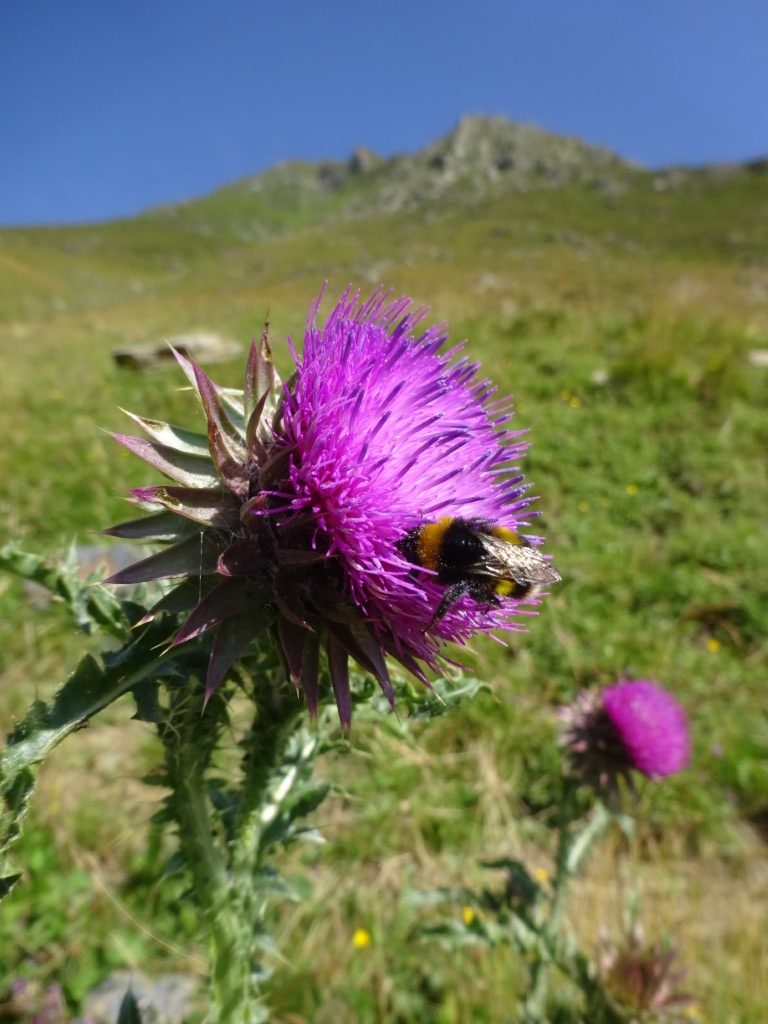 Thistle and bee