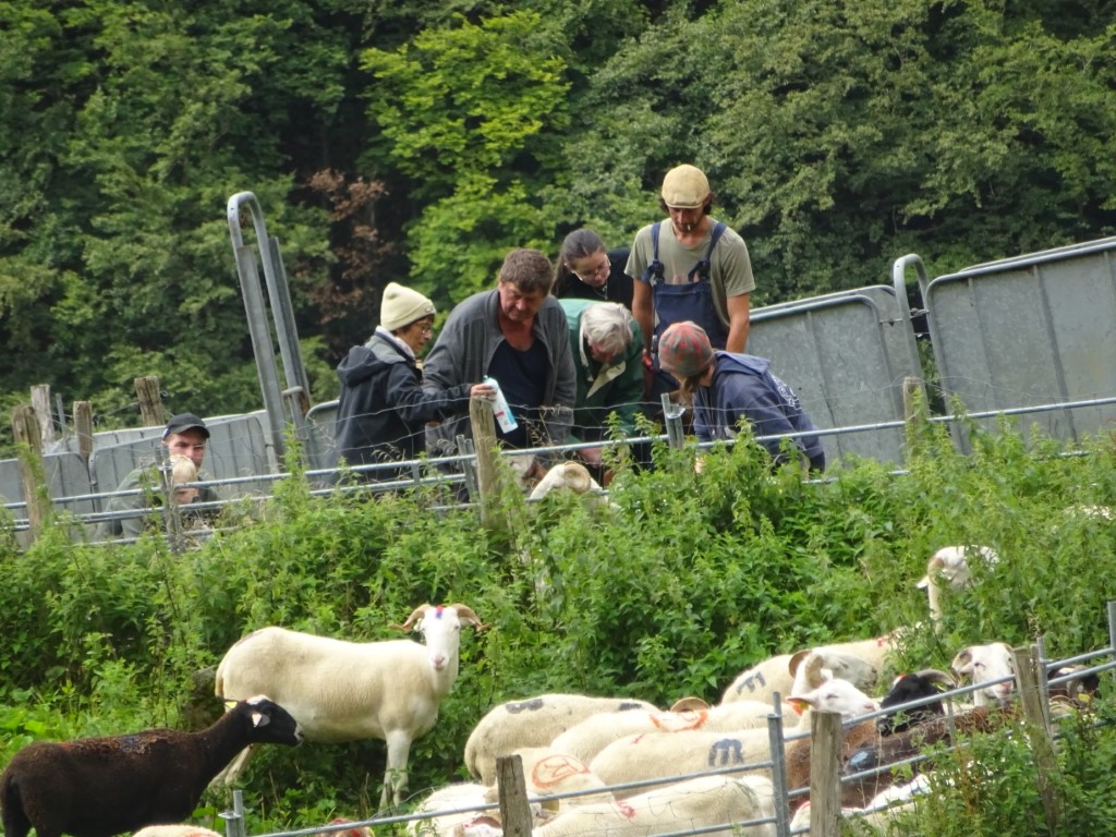 Shepherds counting sheep