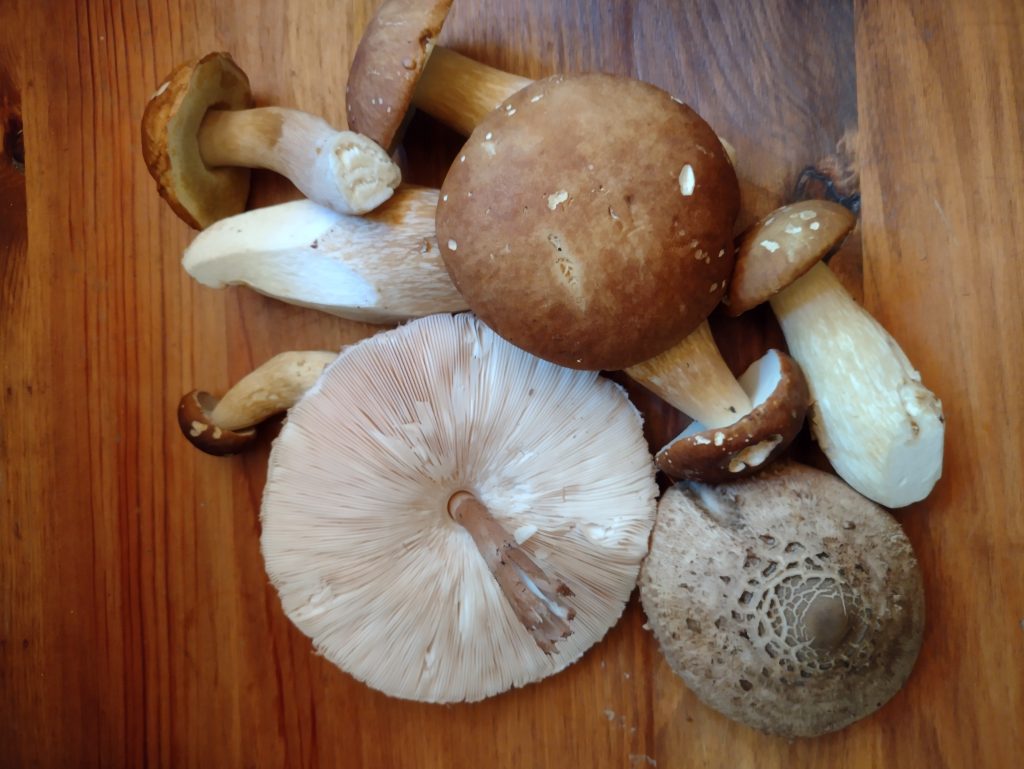 Wild mushrooms