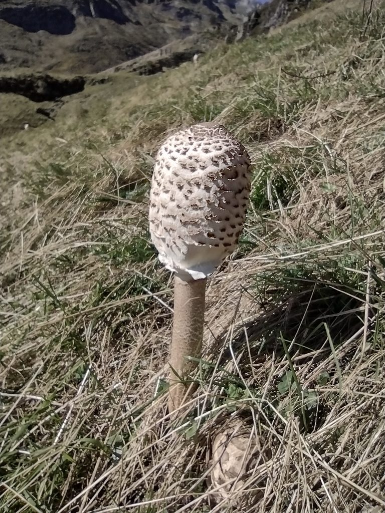 Parasol mushroom