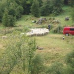 Sheep being taken away